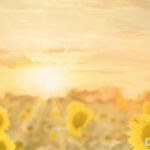 夏の疲れが取れない理由と今からできる対策